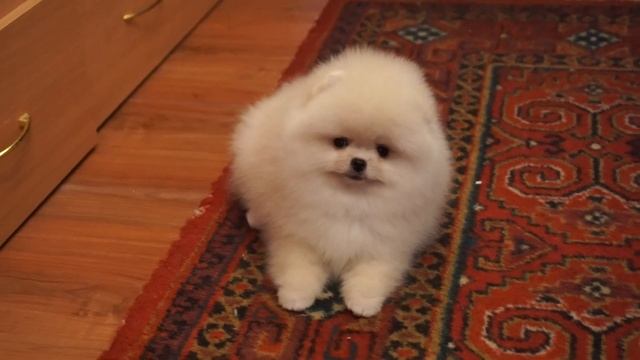 Самый красивый 4