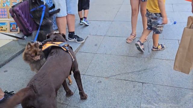 Латвийки в Порту.Город,еда и рынок смотреть онлайн