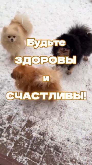 Доброе утречко! 🐶 #shorts #youtube смотреть онлайн