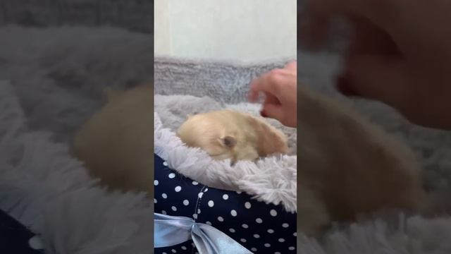 Шпиц щенок на 16 сутки 21 февраля открыл глазки ещё один щеночек мальчик смотреть онлайн