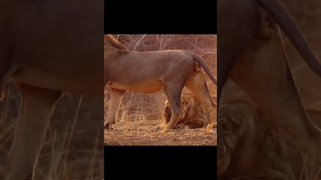 Лев любит покорных #shorts #wildlife #video #animals #short
