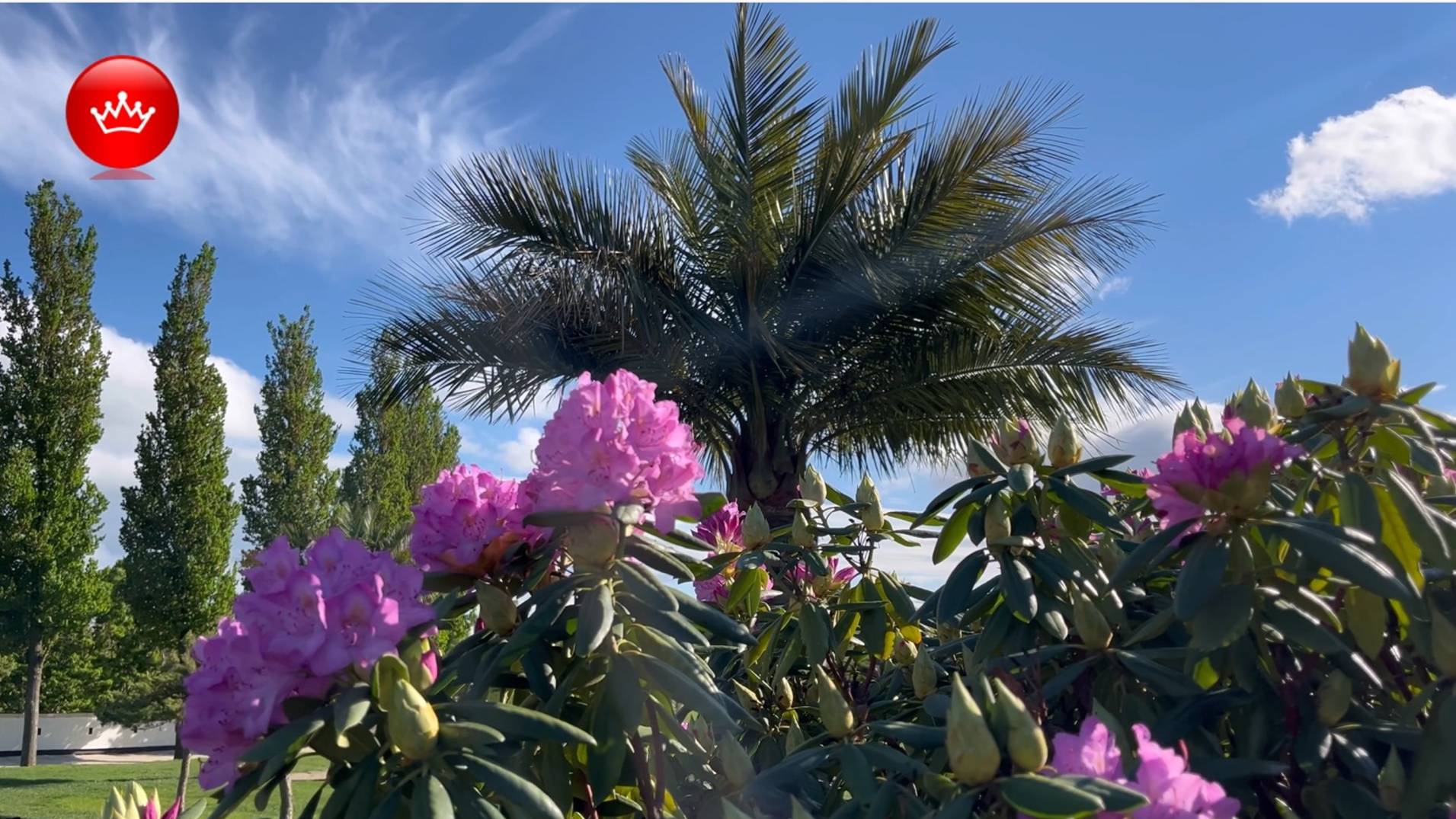 🏝️Парк Галицкого прогулка по парку 2025. смотреть онлайн