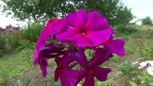 Флокс АИДА | обзор, описание, цветение, отзыв.