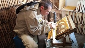 Вывод сверхранних маток. Прививка личинок.