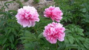 Пион Бесс Бокстосс (Bess Bockstoce)   W. S. Bockstoce  1955 г