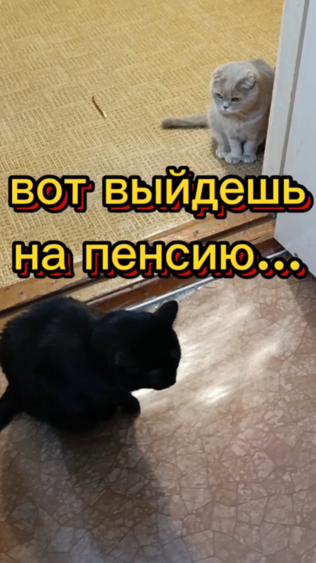 Кошки с озвучкой. смотреть онлайн