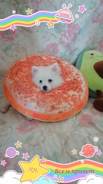 Шпиц в пончике 🍩 #shorts