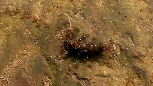 Amazing Insects Vol.14, No.3: Worker ants carring dead insect or something смотреть онлайн