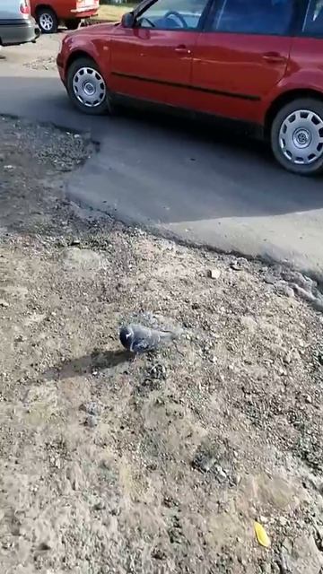 Бобруйск - "Город для жизни????" смотреть онлайн