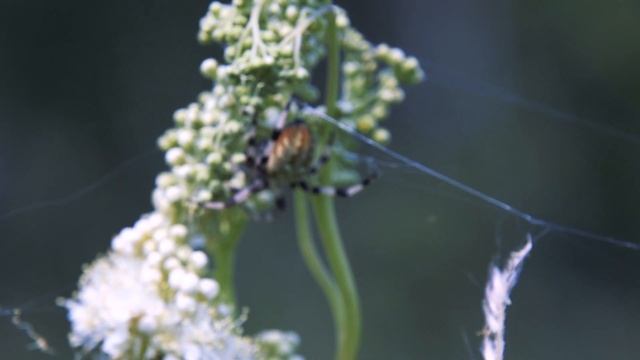 Natural World / Естественная природа № 10 смотреть онлайн