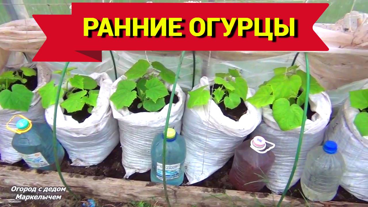 Огурцы созреют раньше. Посадка рассады ранних огурцов в мешки. смотреть онлайн