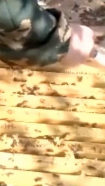 Подготовка пчёл к зимовке #shorts #пчеловодство