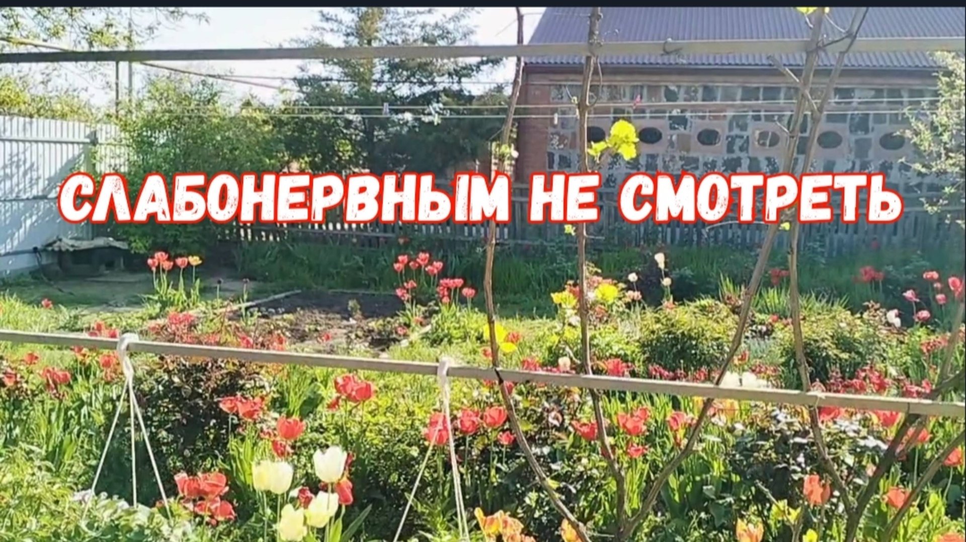 #10🌷Заказы с Валдберис/Подарки/Пересадила гортензии/Подкормила персики/Я ее поймала смотреть онлайн