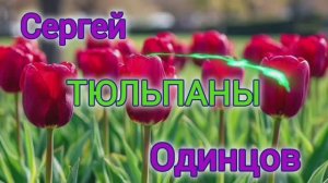 ТЮЛЬПАНЫ ДЛЯ МИЛЫХ ЖЕНЩИН // СЕРГЕЙ ОДИНЦОВ