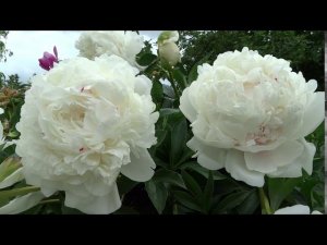 Пион МАЗЕРС ЧОЙС  Paeonia MOTHERS CHOICE: обзор, описание, цветение, отзыв