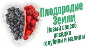 Как ухаживать за смородиной?
