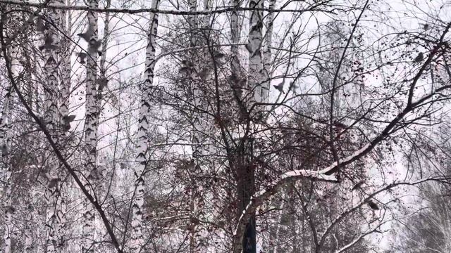 Свиристели смотреть онлайн