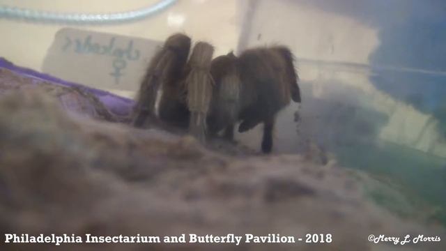 Philadelphia Insectarium and Butterfly Pavilion - Tarantula Washing смотреть онлайн