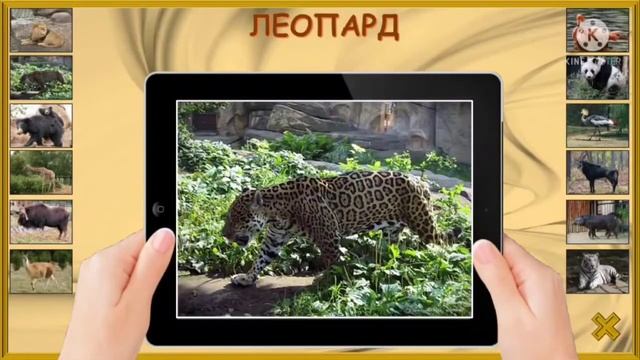 Віртуальна прогулянка до Київського зоопарку🐆🦏🦛🦣🦒🐅🦍🐈 разом з Вікторією Альбертівною👩🏻 смотреть онлайн
