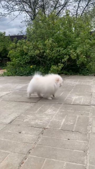 Красавица девочка кремового окраса свободна , #померанскийшпиц #pomeranian #pom #шпиц #animals смотреть онлайн