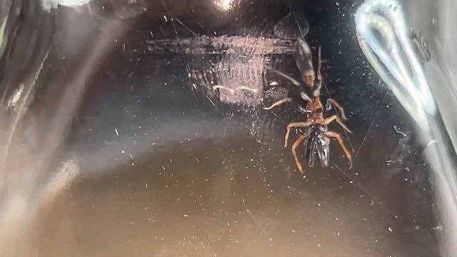 Ant-mimicking Jumping Spider (Myrmarachne formicaria) cleaning itself. смотреть онлайн