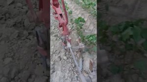 Дәулет тест драйв Беларус МТЗ 80Х  Трёх колёсный трактор делает культиватор