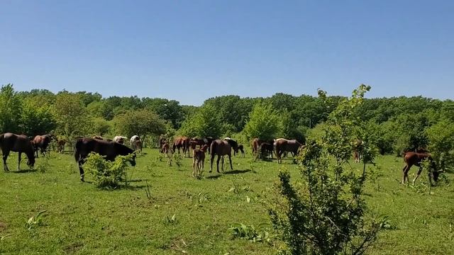 🌞Выгул лошадей 2024 🐎 ЦЕНЫ по тел +79883400208 ВАЦАП Телеграм