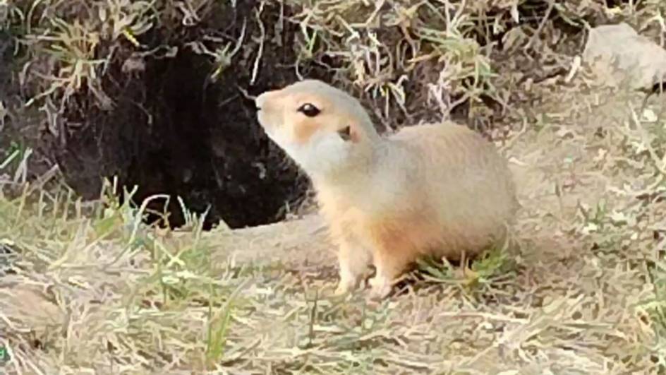 Суслики проснулись в ботаническом саду.mp4 смотреть онлайн