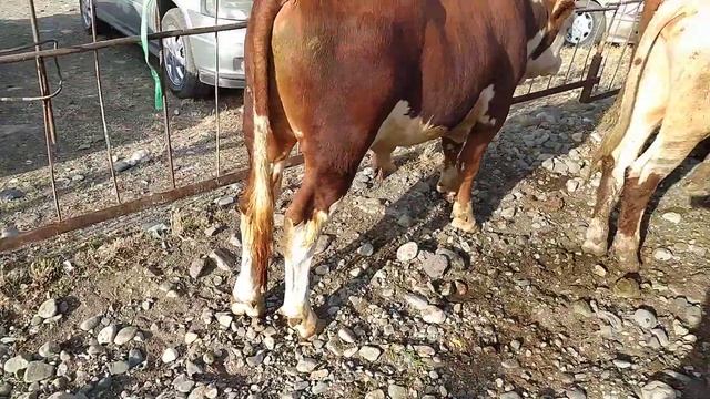 Сментал Букахои 6 моха смотреть онлайн