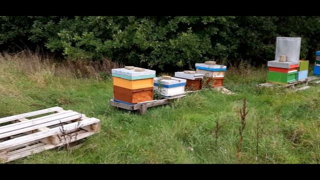 Пчеловодство в Англии. Пасека на 11 сентября. смотреть онлайн