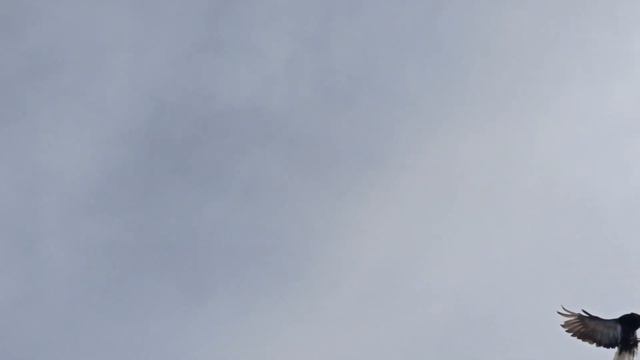мои голуби 23 04 2022 г смотреть онлайн