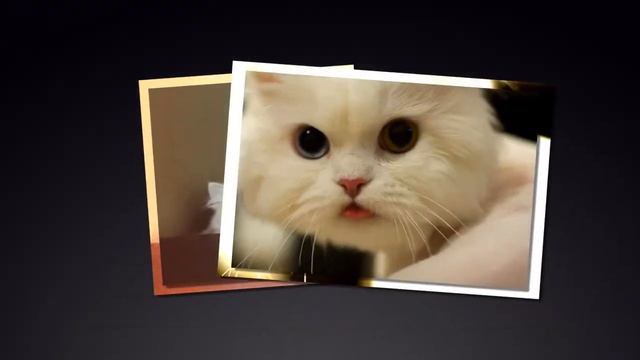 Ох, уж эти братья наши меньшие!