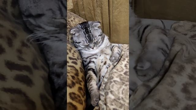 спокойной ночи малыши 🤗 смотреть онлайн