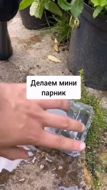 Как вырастить перец: Секреты богатого урожая смотреть онлайн