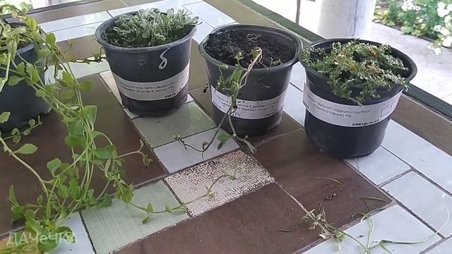 Прикупила ще грунтопокривних квітів| Ростуть на каменях|Розпаковка|Куди посадила смотреть онлайн