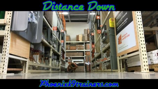 11mo Mini Goldendoodle Mia~ Commands Out And About~ Best Distraction Trainers Phx смотреть онлайн