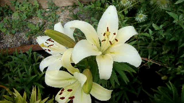 КОН ТОН  ЯРАТМА