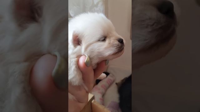 шпиц, три недели