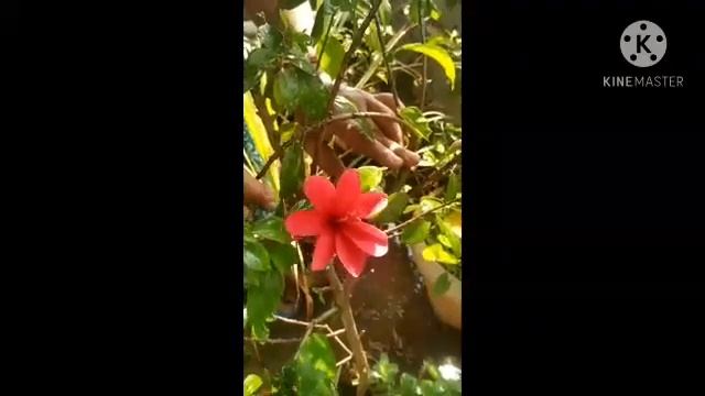 Unbelievable and Amazing | Hibiscus flower with 7 petals смотреть онлайн