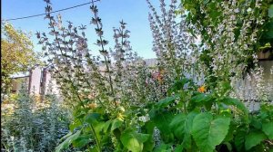 Шалфей мускатный - декоративный, ароматный и лекарственный многолетник.