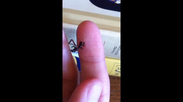 Baby Ghost mantis (Phyllocrania paradoxa) смотреть онлайн