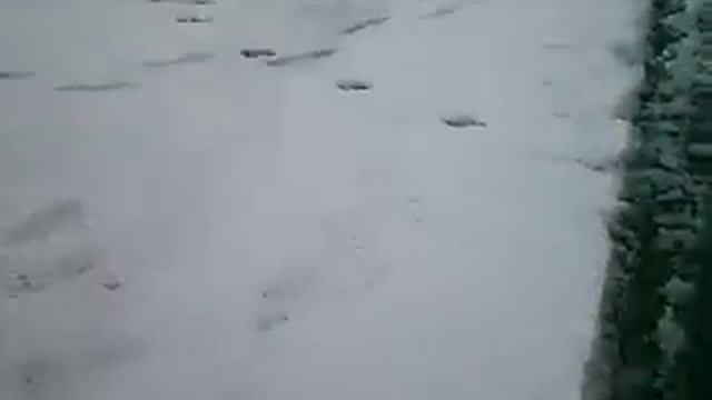 Снег в Маалоте, Израиль (31.01.08) [часть 2-ая]