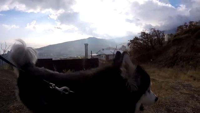 Прогулка с собаками. Встретили козу. В Ялте уже прохладно L Walking The Dogs. We Met A Goat. Yalta