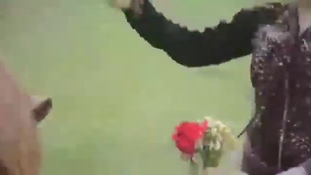 Где ж медовый мой билет