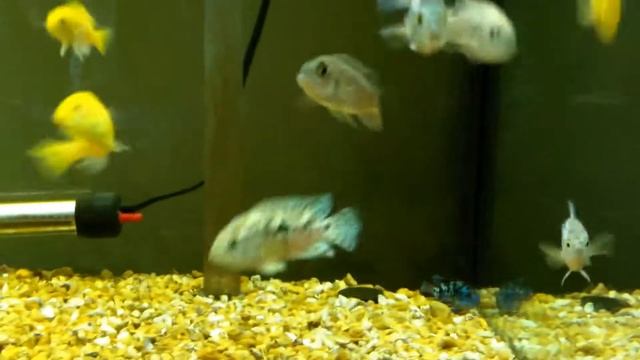 TROPHEUS LABIDOCHROMIS CAERULEUS ROCIO OCTOFASCIATA смотреть онлайн
