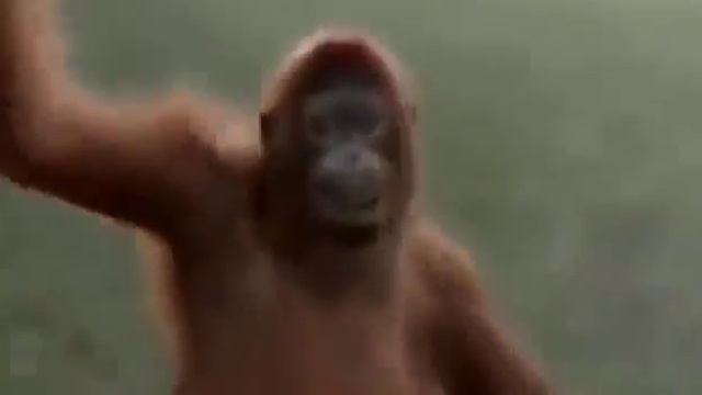 Танцы обезяны смотреть онлайн