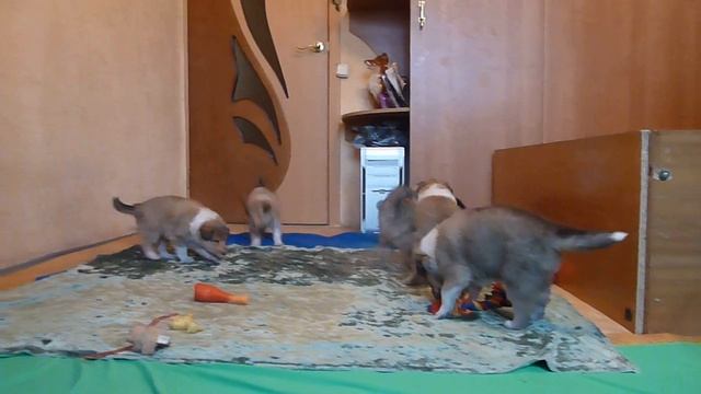 Дети Мэкса от Фреши в Коврове 3 смотреть онлайн