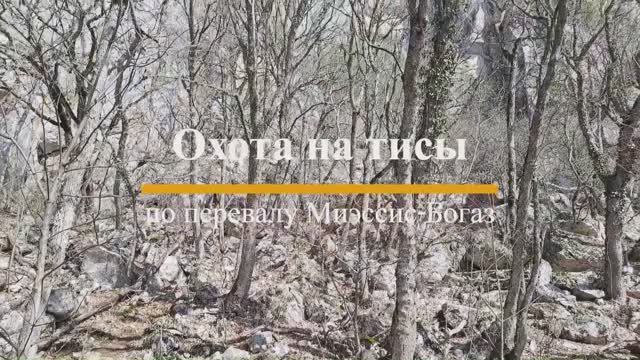 Охота на тисы смотреть онлайн