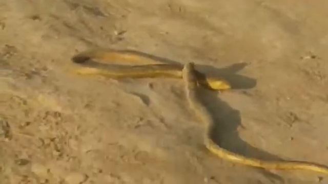 Жалал абад бой безправил смотреть онлайн