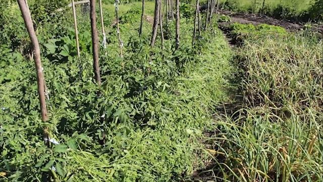 Kay and Bobs Regenerative Home Garden Early December 2017 смотреть онлайн